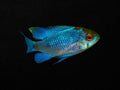 Electric Blue Ram