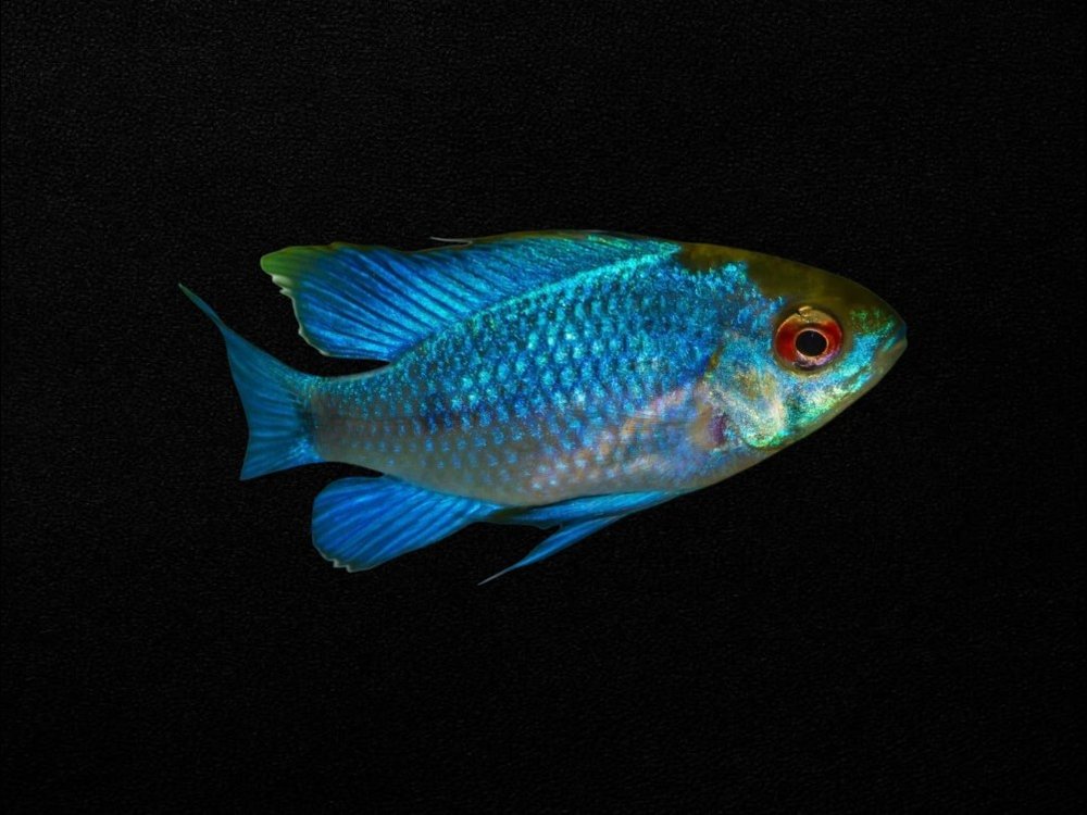 Electric Blue Ram