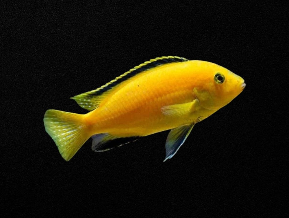 Electric Yellow Big Female