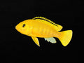 Electric Yellow