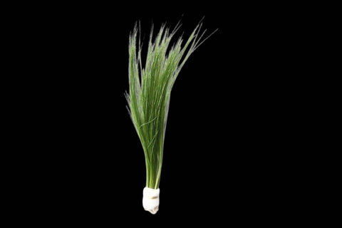 Eleocharis Vivipara