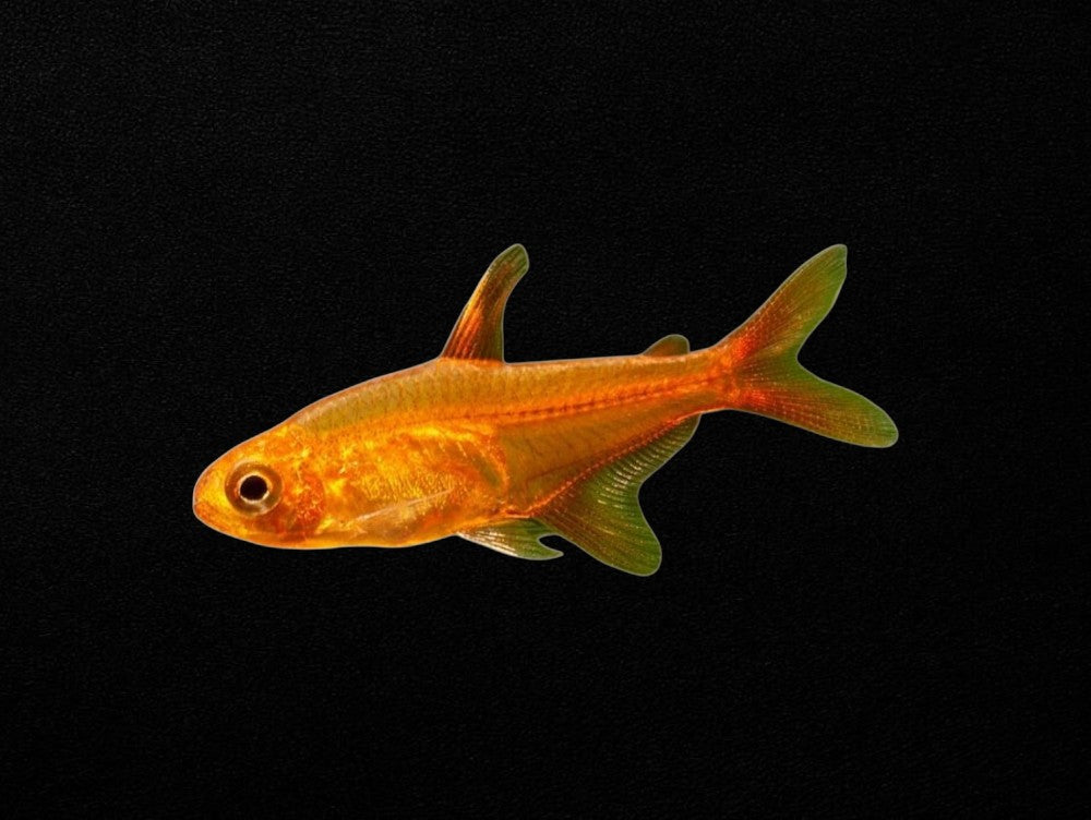 Ember Tetra