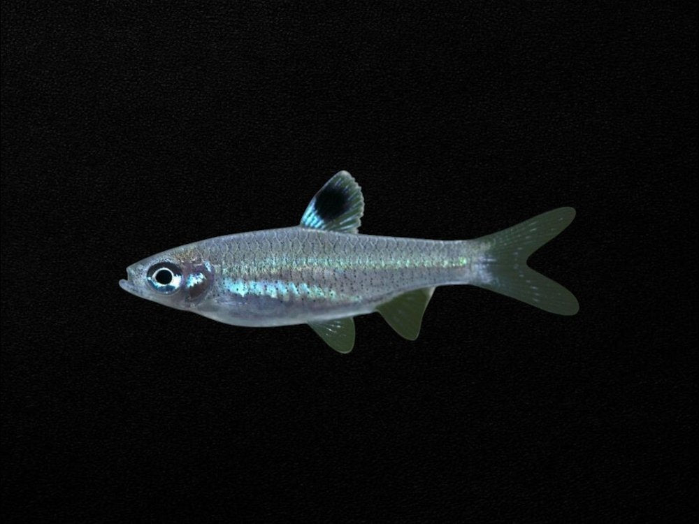 Emerald Eye Rasbora