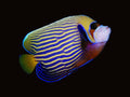 Emperor Angelfish Adult | Pomacanthus imperator