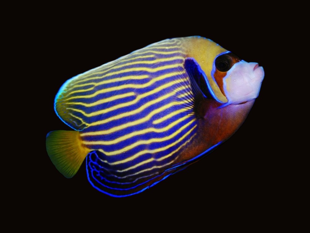 Emperor Angelfish Adult | Pomacanthus imperator