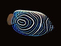 Emperor Angelfish juvenile | Pomacanthus imperator