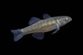 Empire Gudgeon