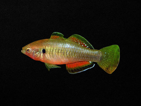 Empire Gudgeon Male