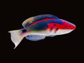 Exquisite Fairy Wrasse | Cirrhilabrus exquisitus