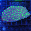 Favia / Favites Brain AA001 | Favites / Favia sp.