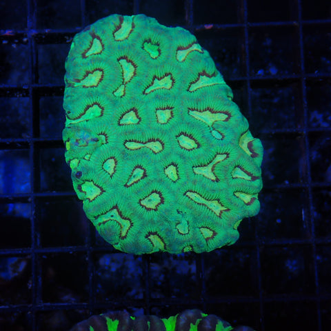 Favia / Favites Brain AA002 | Favites / Favia sp.