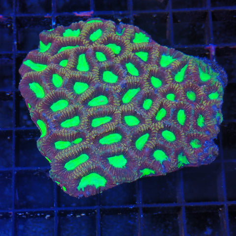 Favia / Favites Brain AA003 | Favites / Favia sp.