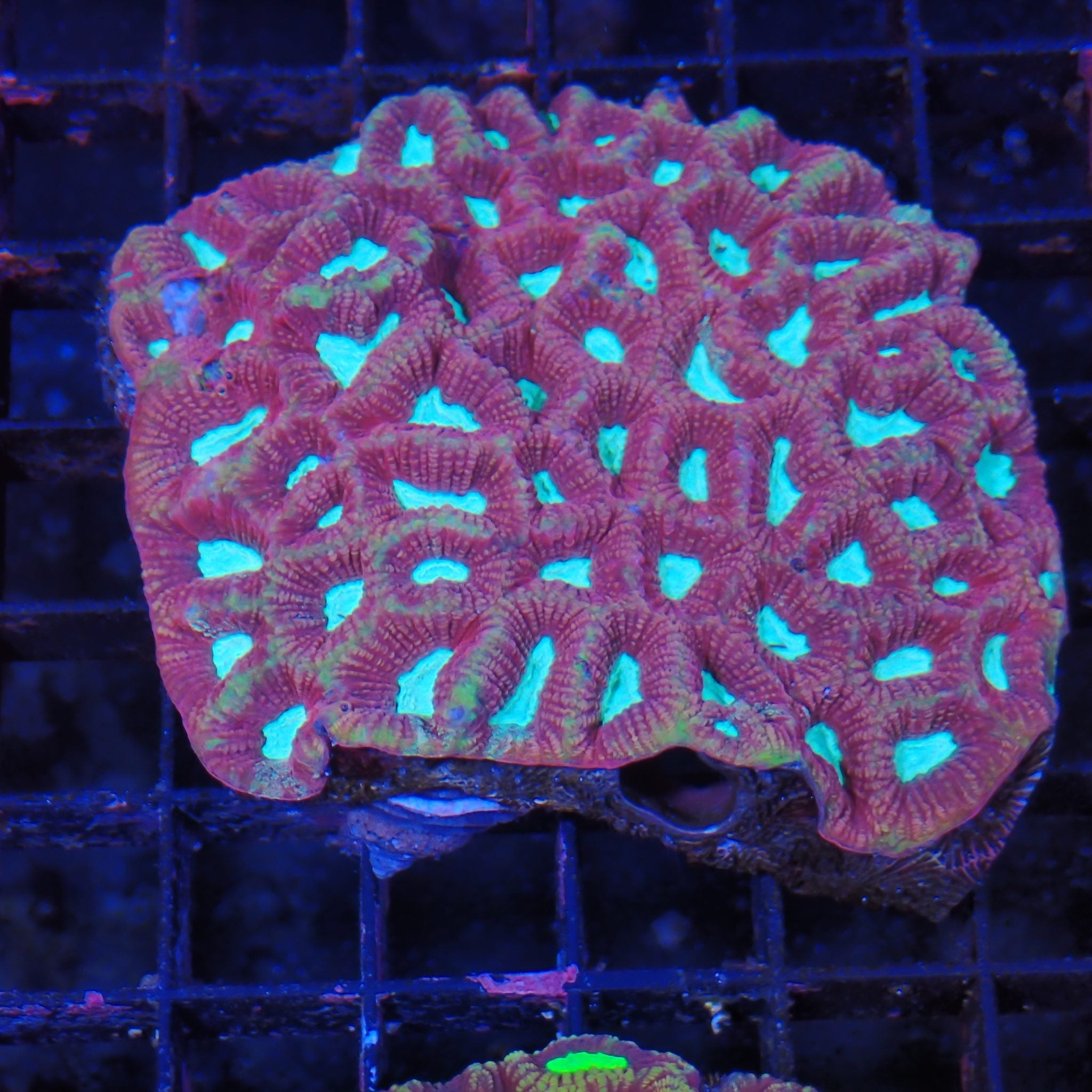 Favia / Favites Brain AA004 | Favites / Favia sp.