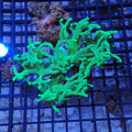 Finger Leather Coral (Sinularia) AA001 | Sinularia sp.