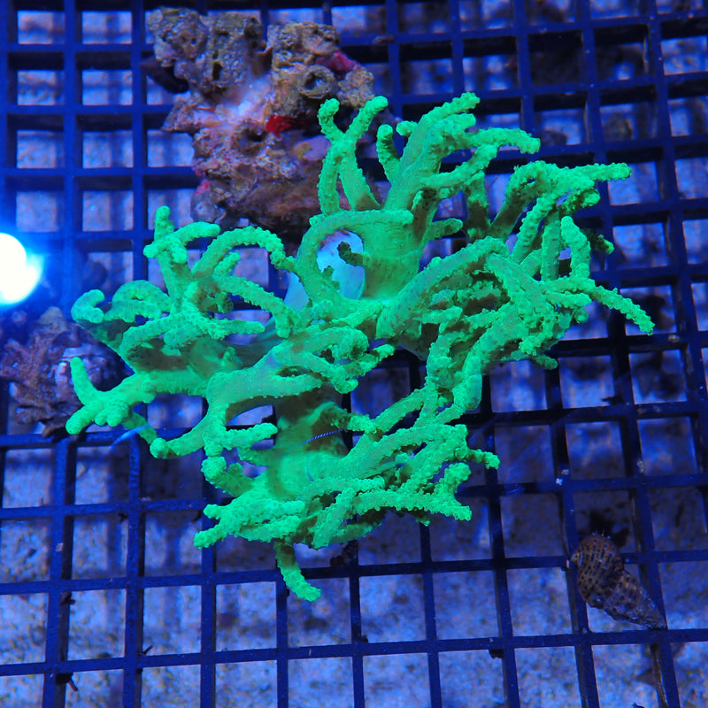 Finger Leather Coral (Sinularia) AA1 | Sinularia sp.