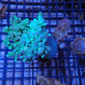 Finger Leather Coral (Sinularia) AA002 | Sinularia sp.