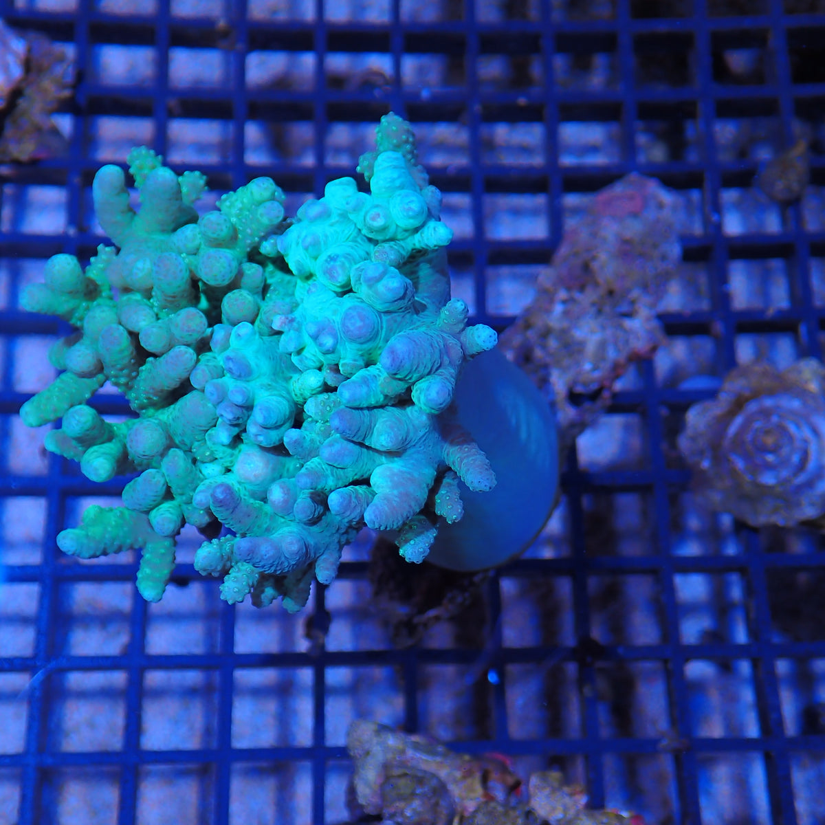 Finger Leather Coral (Sinularia) AA002 | Sinularia sp.