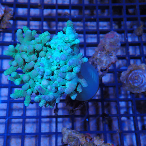 Finger Leather Coral (Sinularia) AA002 | Sinularia sp.