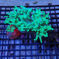Finger Leather Coral (Sinularia) AA003 | Sinularia sp.