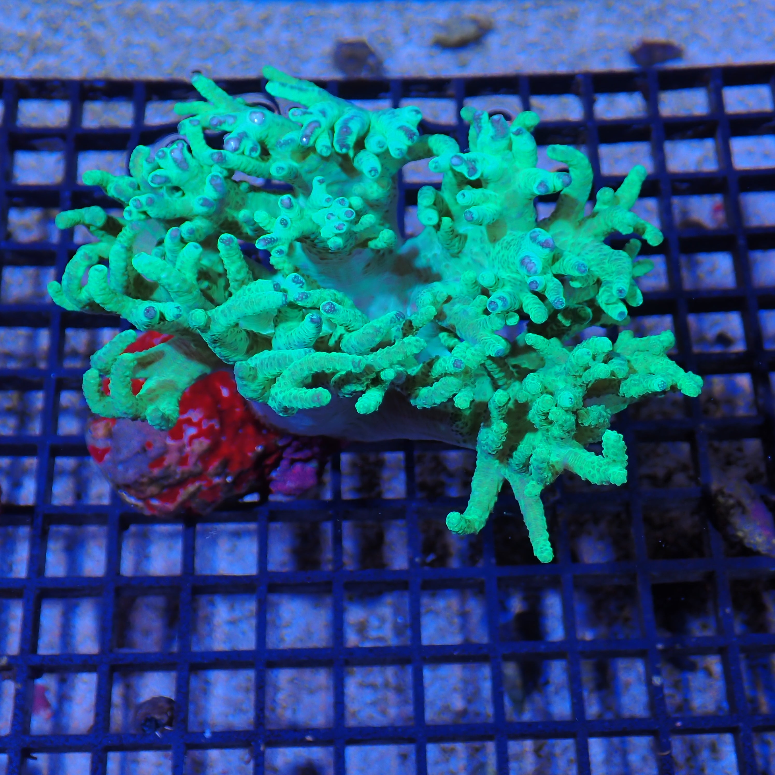 Finger Leather Coral (Sinularia) AA003 | Sinularia sp.