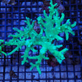Finger Leather Coral (Sinularia) AA004 | Sinularia sp.