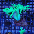 Finger Leather Coral (Sinularia) AA005 | Sinularia sp.