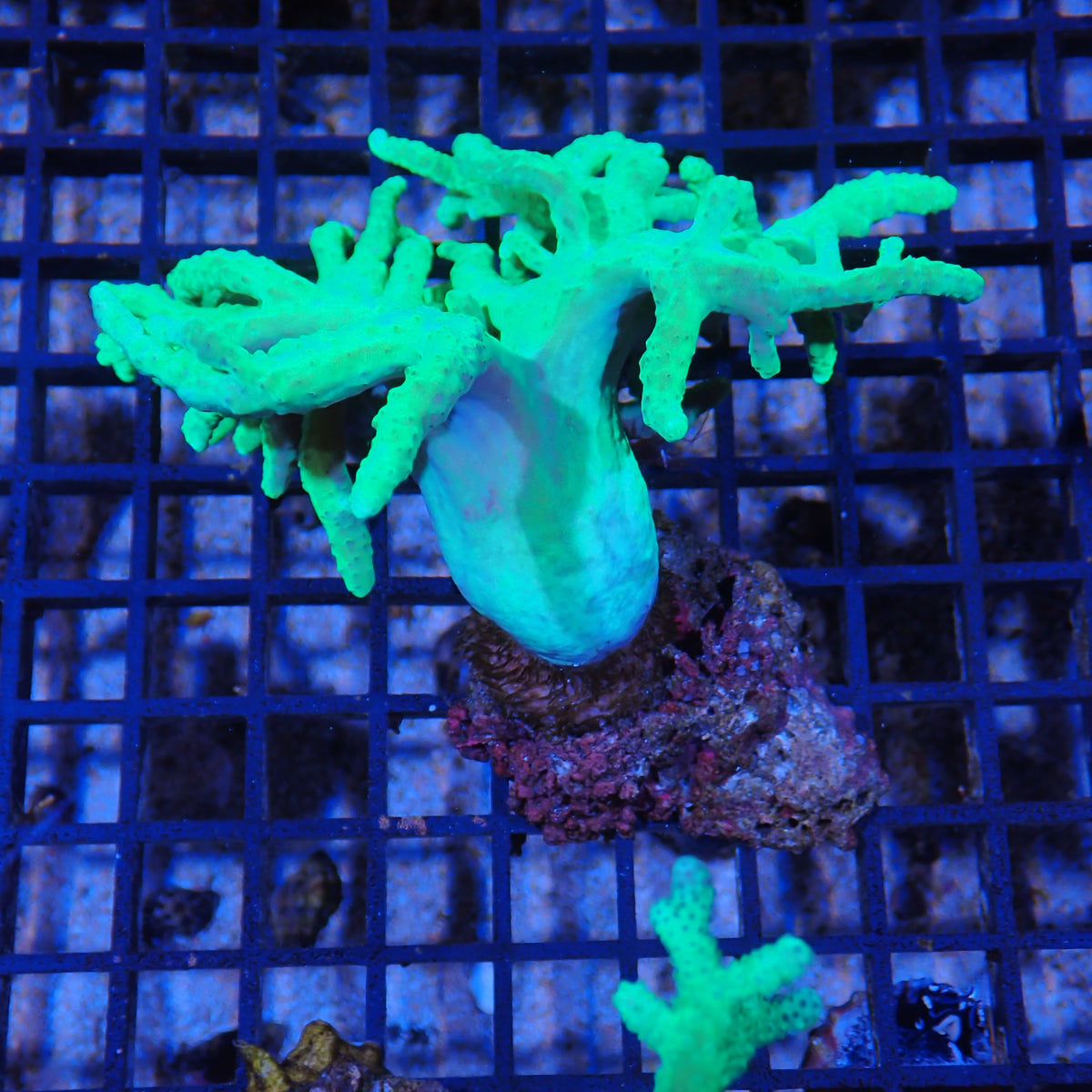 Finger Leather Coral (Sinularia) AA005 | Sinularia sp.