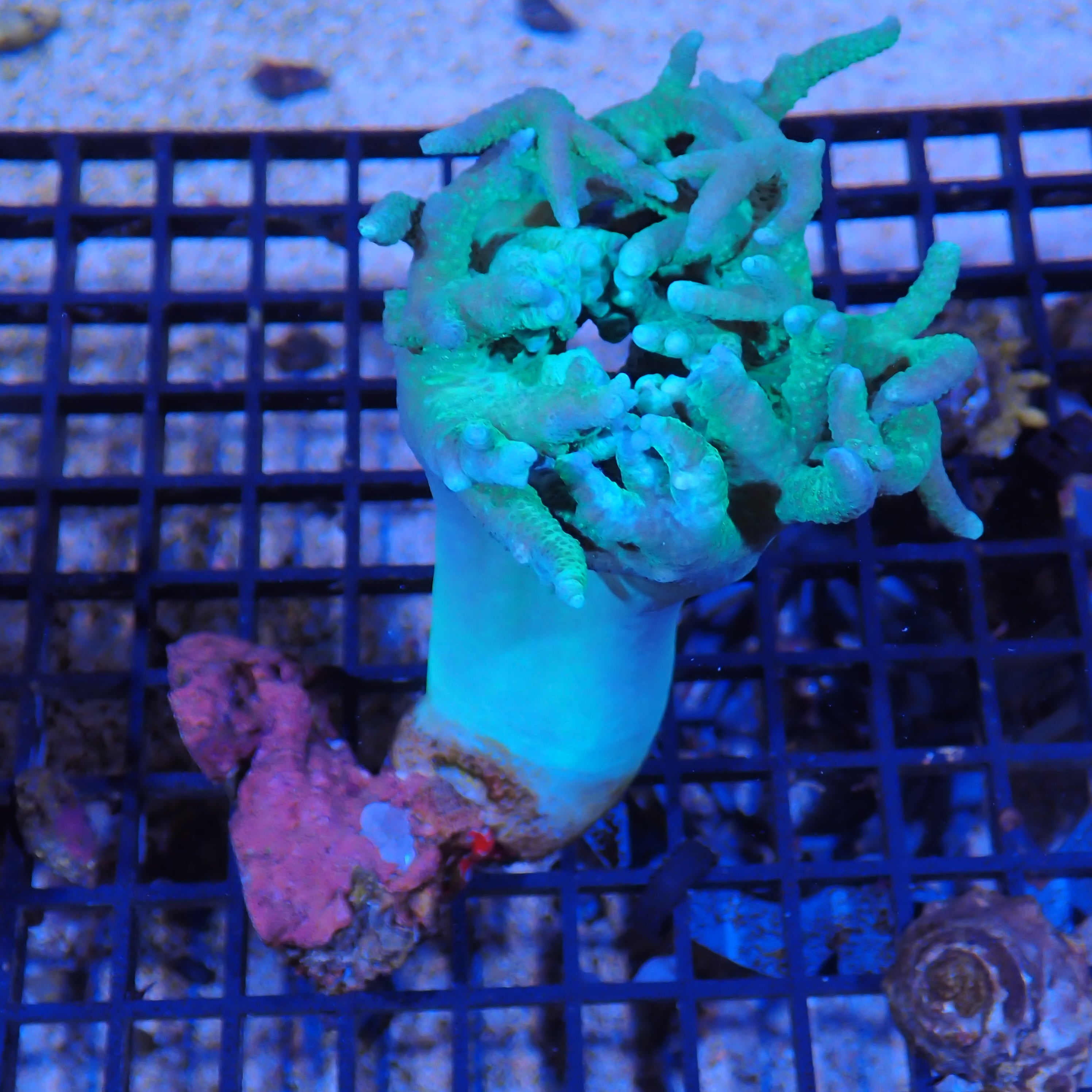 Finger Leather Coral (Sinularia) AA006 | Sinularia sp.