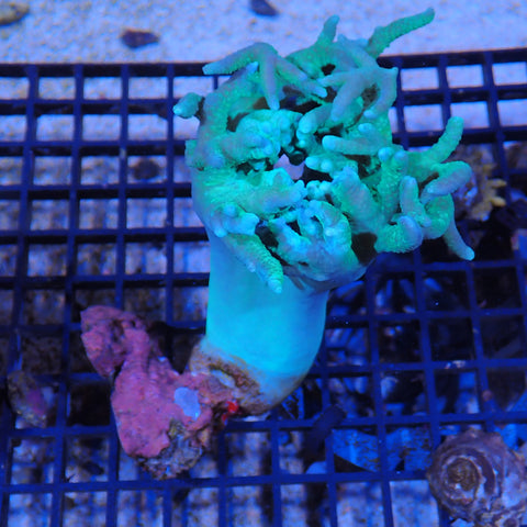 Finger Leather Coral (Sinularia) AA006 | Sinularia sp.