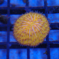 Plate / Fungia Coral AA001 | Cycloseris / Lithophyllon sp.