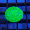 Plate / Fungia Coral AA002 | Cycloseris / Lithophyllon sp.