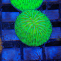 Plate / Fungia Coral AA003 | Cycloseris / Lithophyllon sp.