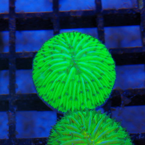 Plate / Fungia Coral AA004 | Cycloseris / Lithophyllon sp.