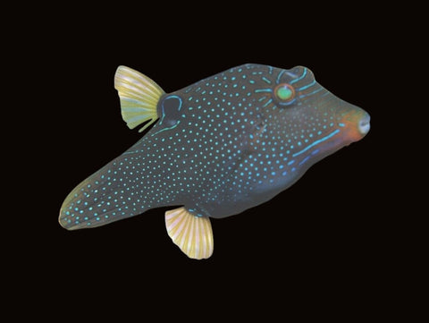 False Eye Puffer | Canthigaster papua