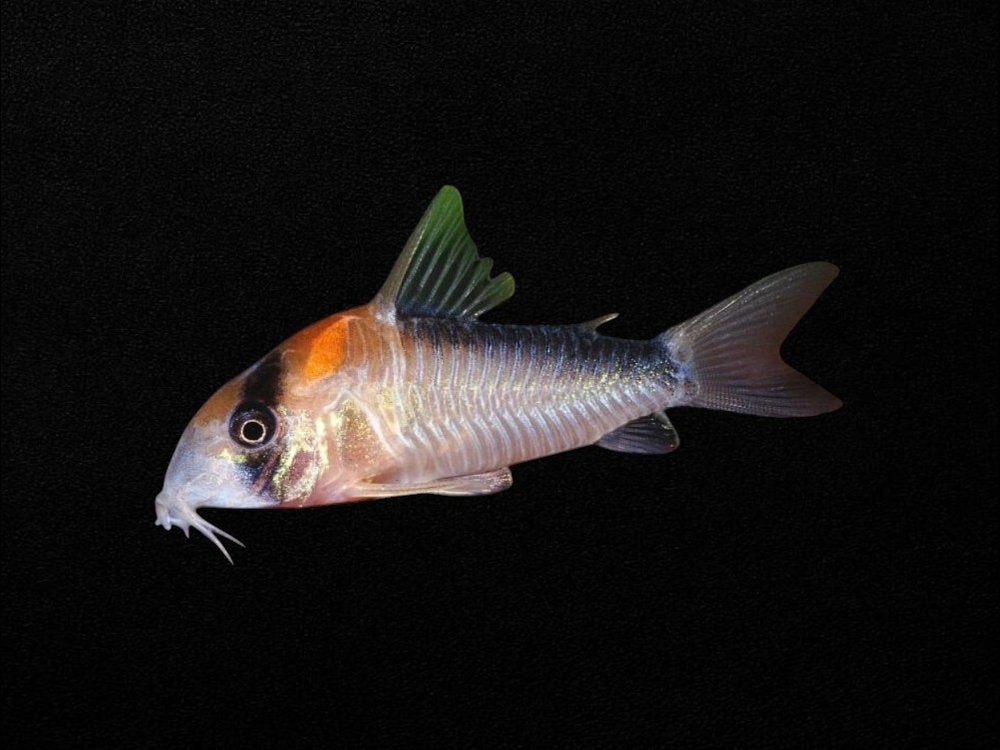 False Adolfoi Corydoras