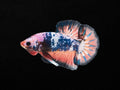 Fancy Plakat Male
