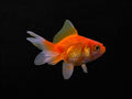 Fantail Goldfish