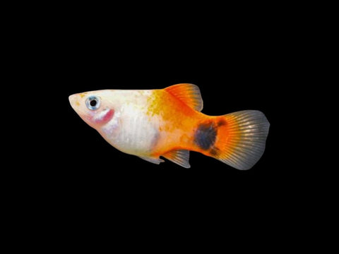 Feeder Platy