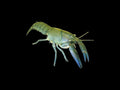Freshwater Feeder Yabby