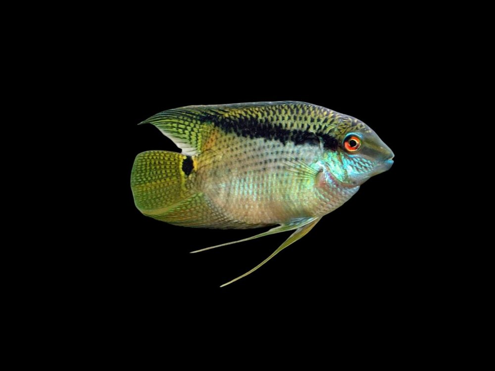 Festivum Cichlid