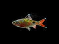 Filament Barb