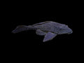 Fine Line Pleco