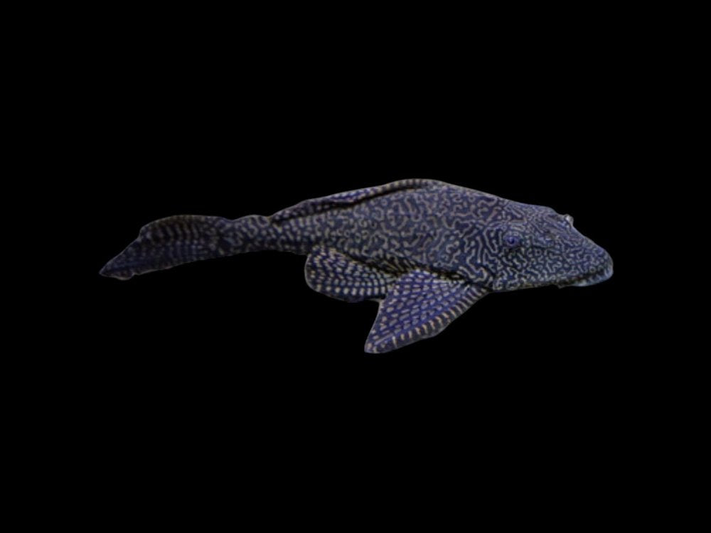 Fine Line Pleco