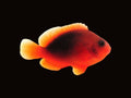 Fire Clownfish | Amphiprion melanopus