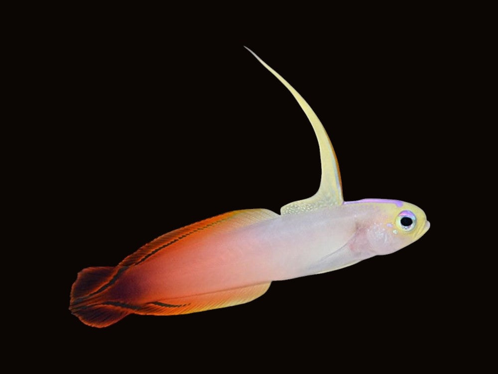 Firefish | Nemateleotris magnifica