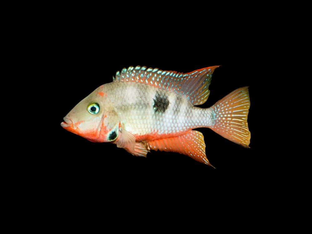 Firemouth Cichlid