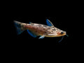 Fisher's Driftwood Catfish