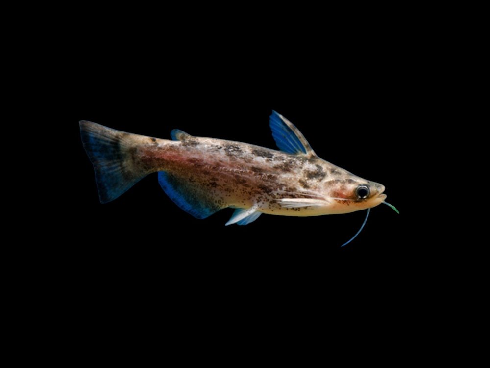 Fisher's Driftwood Catfish