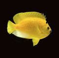 Flagfin Angelfish | Apolemichthys trimaculatus