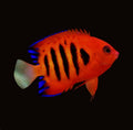 Flame Angelfish | Centropyge loricula